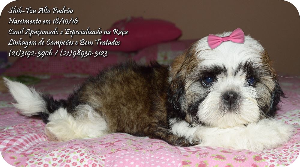 venda de cachorro da raça shih tzu